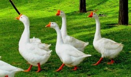 网红鹅鹅的吃瓜视频,网红鹅鹅带你揭秘娱乐圈最新吃瓜大事件