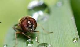 昆虫在线观看,在线探索奇妙昆虫生态之旅