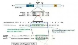英国爆料美国病毒新闻,英国独家爆料揭示惊人内幕
