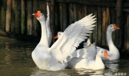 网红鹅鹅的吃瓜视频,网红鹅鹅带你揭秘娱乐圈最新吃瓜大事件