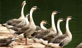 网红鹅鹅的吃瓜视频,网红鹅鹅带你揭秘娱乐圈最新吃瓜大事件