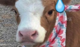 娱乐吃瓜酱好看,揭秘娱乐圈那些好看的秘密