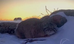 键盘上的鬣狗在线观看,揭秘网络世界中的神秘生物