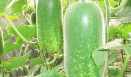 东瓜娱乐娱乐吃瓜酱,吃瓜酱带你领略东瓜娱乐的精彩瞬间