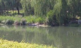 滕州小清河跳河最新爆料,揭秘真相与救援行动”