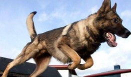 键盘上的鬣狗在线观看,揭秘网络世界中的神秘生物