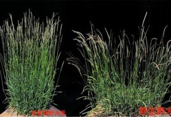 久草在线观看新,探索网络影视的无限可能