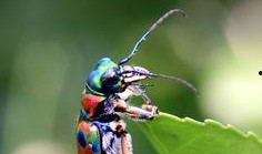 昆虫在线观看,在线探索奇妙昆虫生态之旅