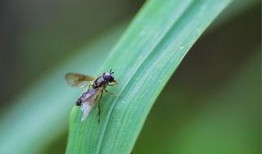 昆虫在线观看,在线探索奇妙昆虫生态之旅